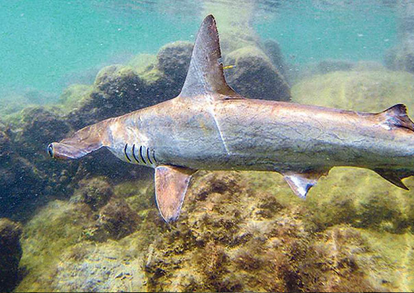 hammer shark swimming of galapagos islands tours