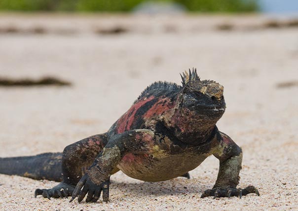 marine iguana water iguana of galapagos islands tours