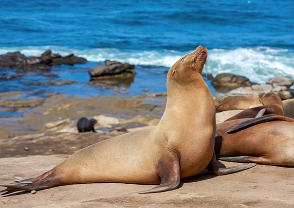sea lions of galapagos islans tours