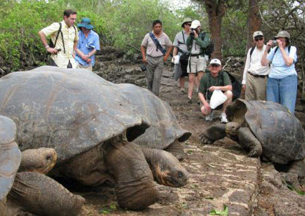 people taking photos of galapagos turtles tortoise of galapagos islands tours