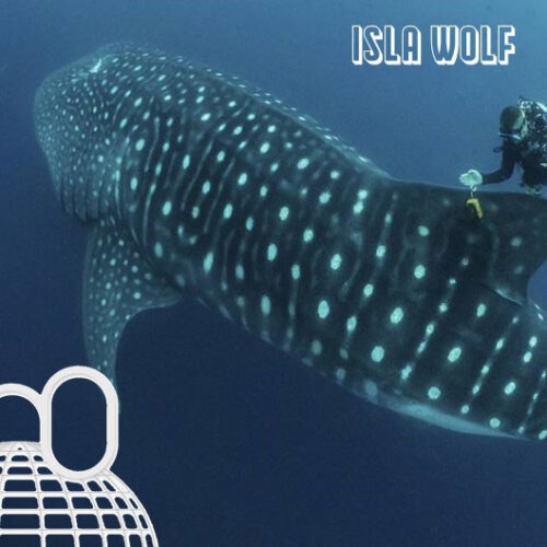 isla wolf whale shark sucba diving galapagos islands