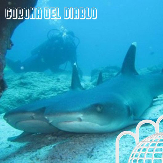 devil's crown floreana sharks scuba diving galapagos islands