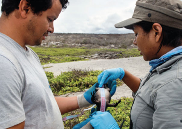 studying a lizard galapagos islands