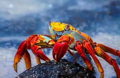 galapagean crab of galapagos islands