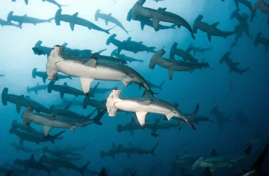 hammer shark of galapagos islands