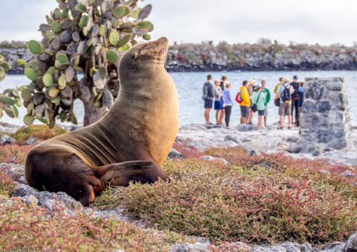 posing sea lion with people of galapagos islands tours