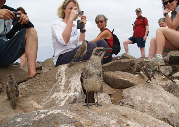 people taking photo of a finch of galapagos islands tours