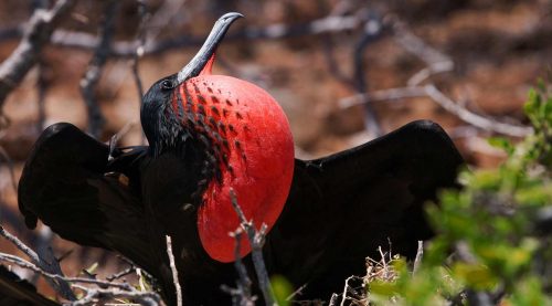 frigatebird of galapagos islands
