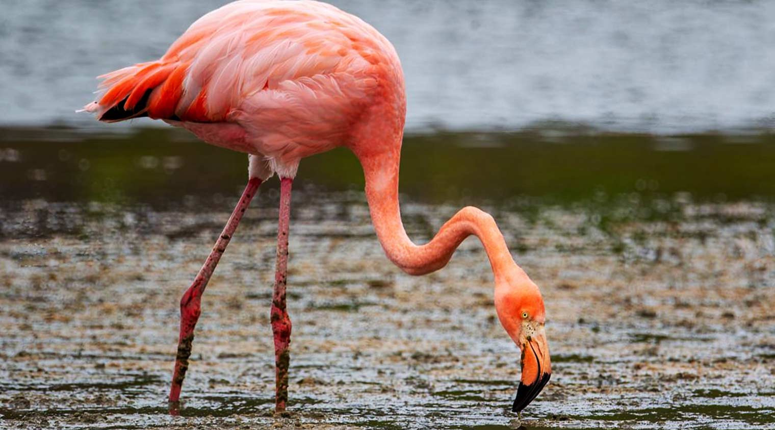 flamingo drinking water of galapagos islands