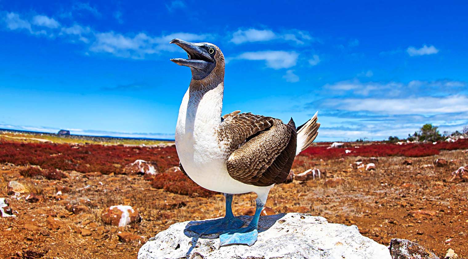 blue footed booby posing on a rock of galapagos islands tours
