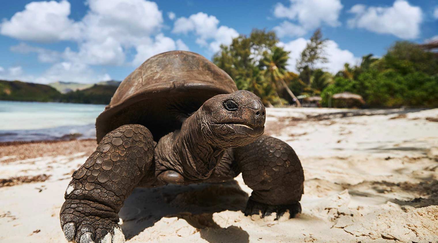 galapagos giant turtle of galapagos islands