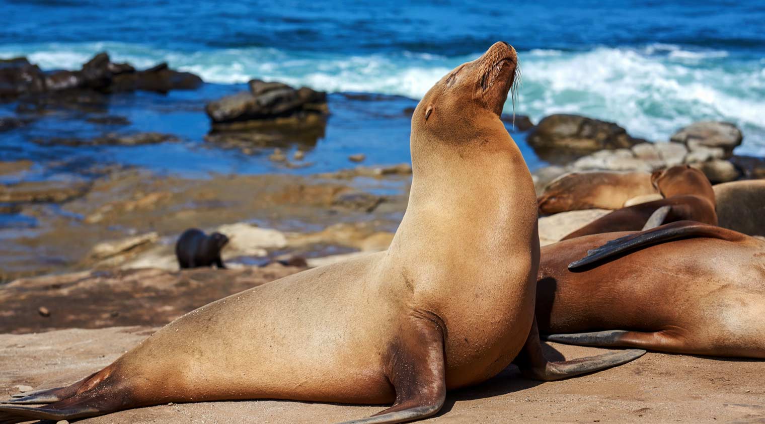 sea lion getting tanned in galapagos islands