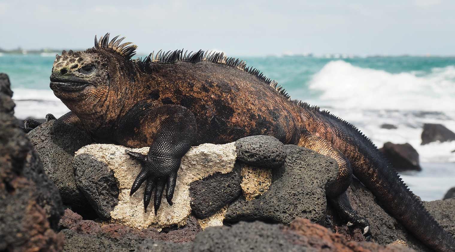 marine iguana in the rocks of galapagos islands