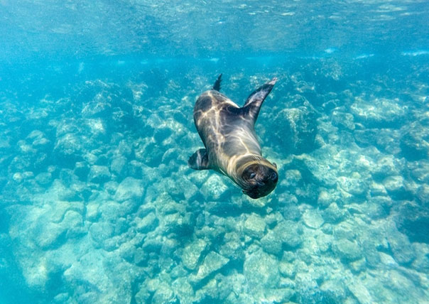 sea lion swimming of galapagos islands tours