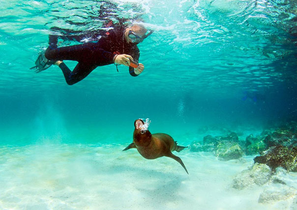 snorkeling man taking photo of a sea lion of galapagos islands tours
