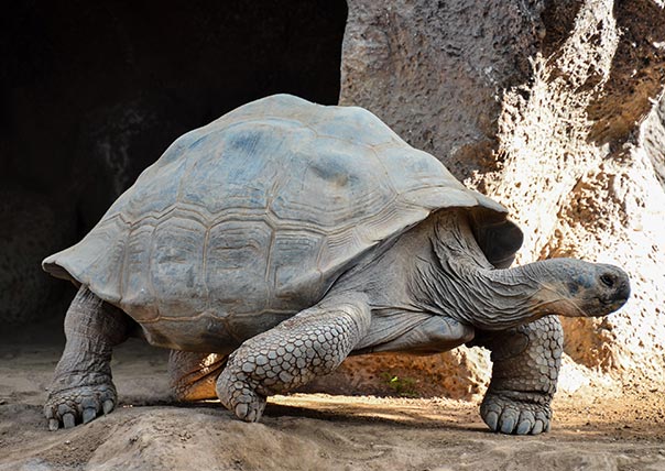 giant turtle of galapagos islands tours