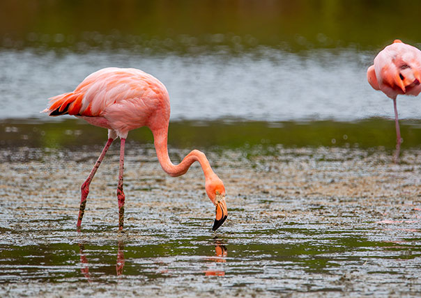 flamingo of galapagos islands tours