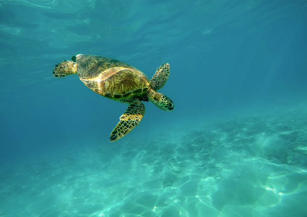 diving sea turtle of galapagos islands tours