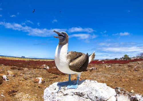 blue footed booby of galapagos islands tours