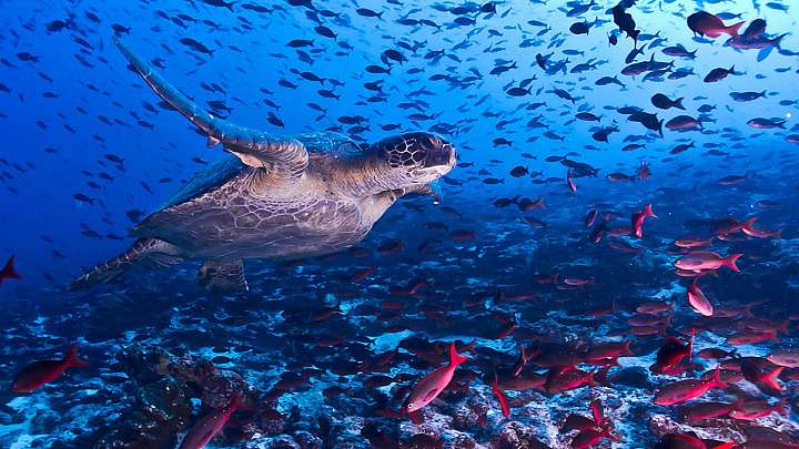 marine turtle and fishes of galapagos islands