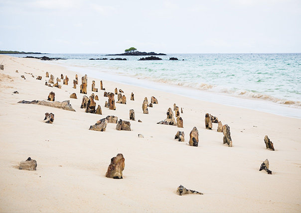 Bachas Beach of galapagos islands tours