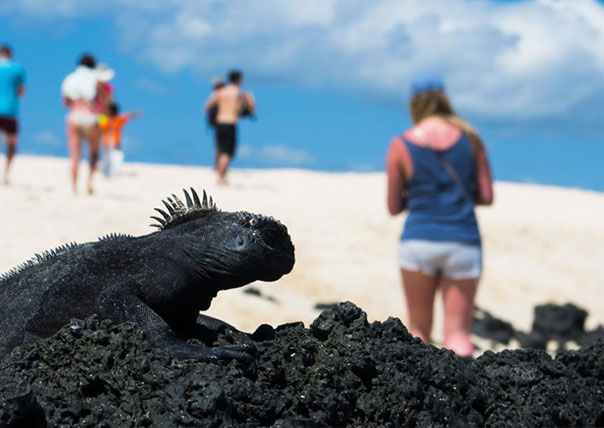 marine iguana posing galapagos islands tours