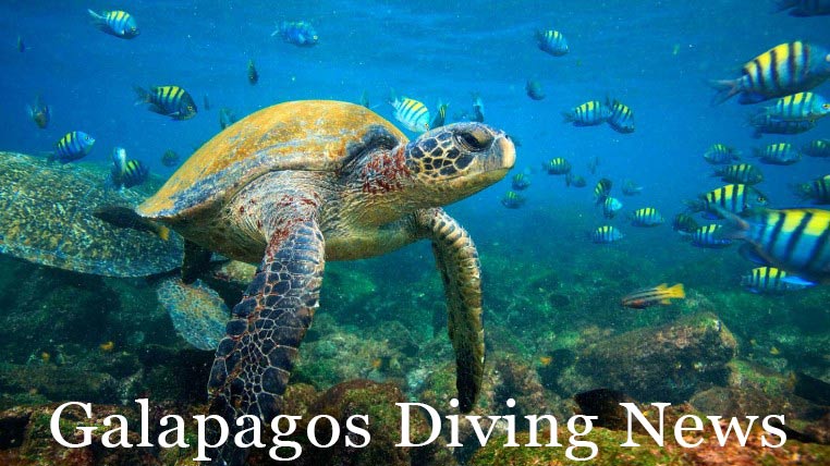 marine turtle and fishes in galapagos islands