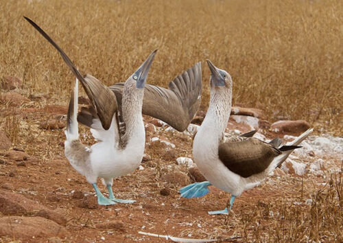 blue footed booby north seymour of galapagos islands tours