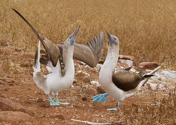 blue footed booby north seymour of galapagos islands tours