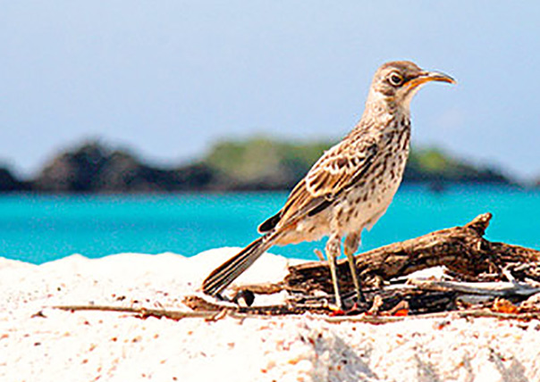 finch Islote Mosquera of Galapagos islands