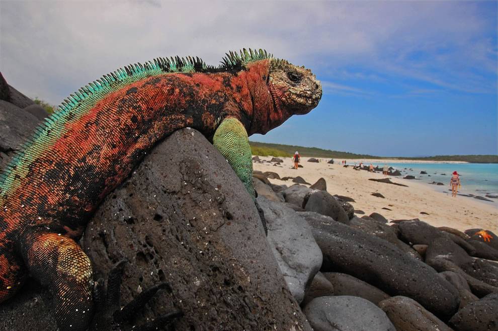 marine iguana posing in the beach of galapagos islands