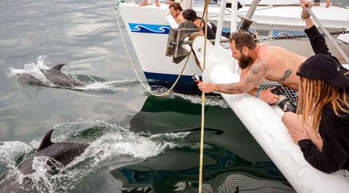 tourists seeing dolphins in the nemo 1 yacht of galapagos islands