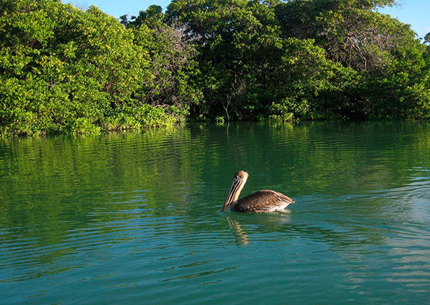 pelican in black turtle cove of galapagos islands tours