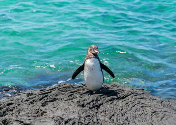 posing penguin of galapagos islands tours