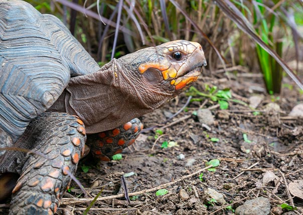 galapagos islands turtles tortoise tours