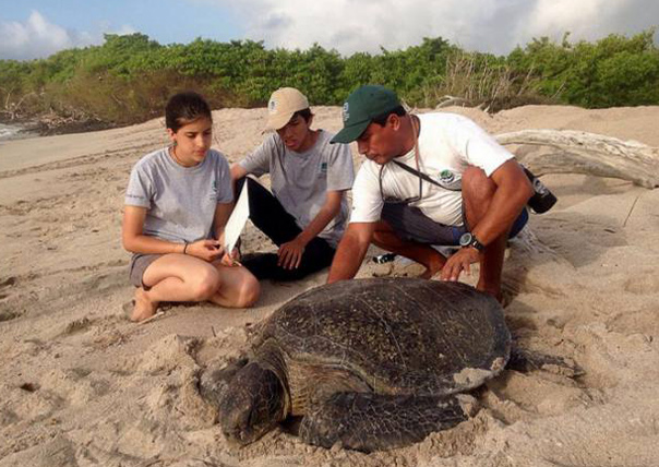 specialist taking care of a turtle giving birth of galapagos islands tours