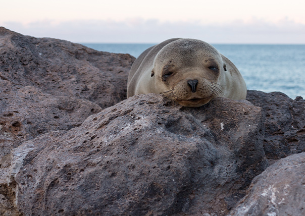 sleeping sea lion of galapagos islands tours