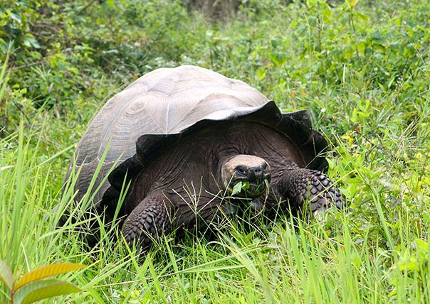 tortoise of galapagos islands tours