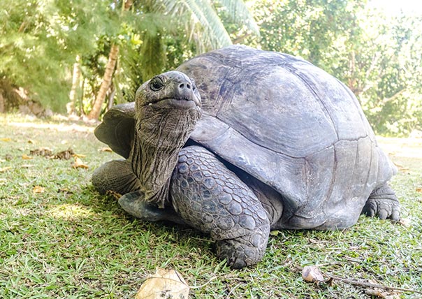 el chato turtle tortoise of galapagos islands tours