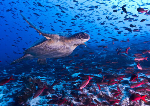 marine turtle tortoise of galapagos islands tours