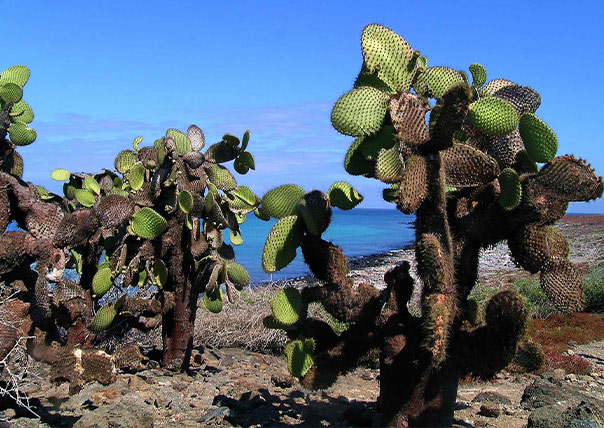 cactus flora of galapagos islands tours