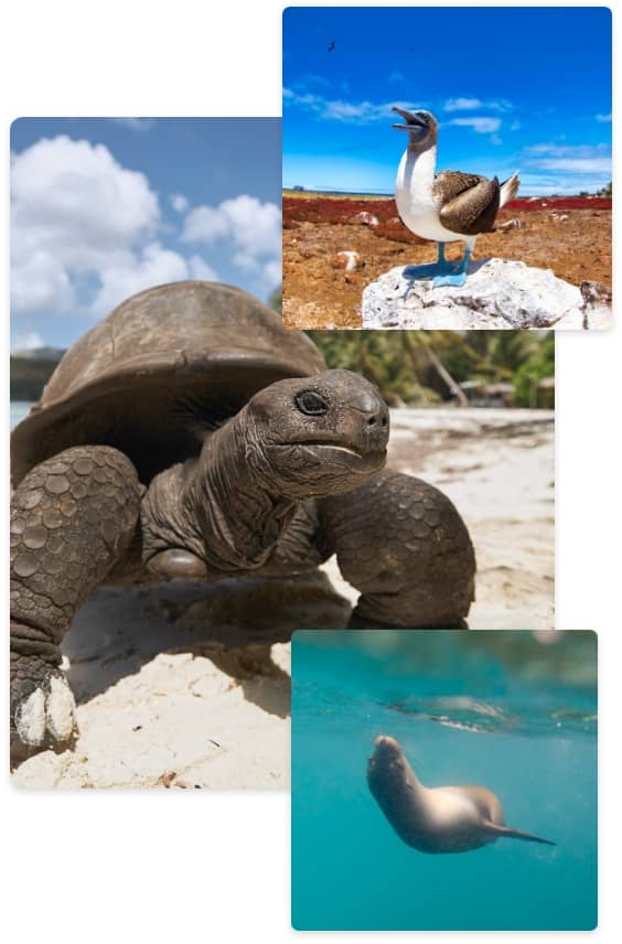 animals of galapagos islands tours