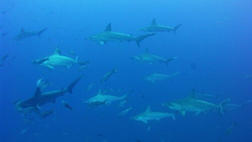 Explore the Diverse Dive Sites in galapagos 1