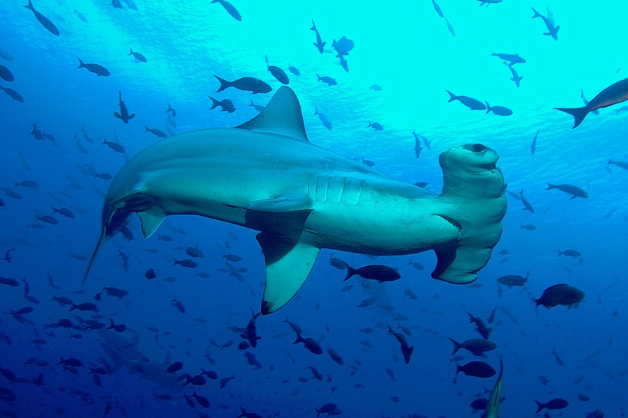 Explore the Diverse Dive Sites in galapagos 2