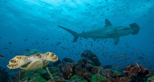 Galapagos underwater animals