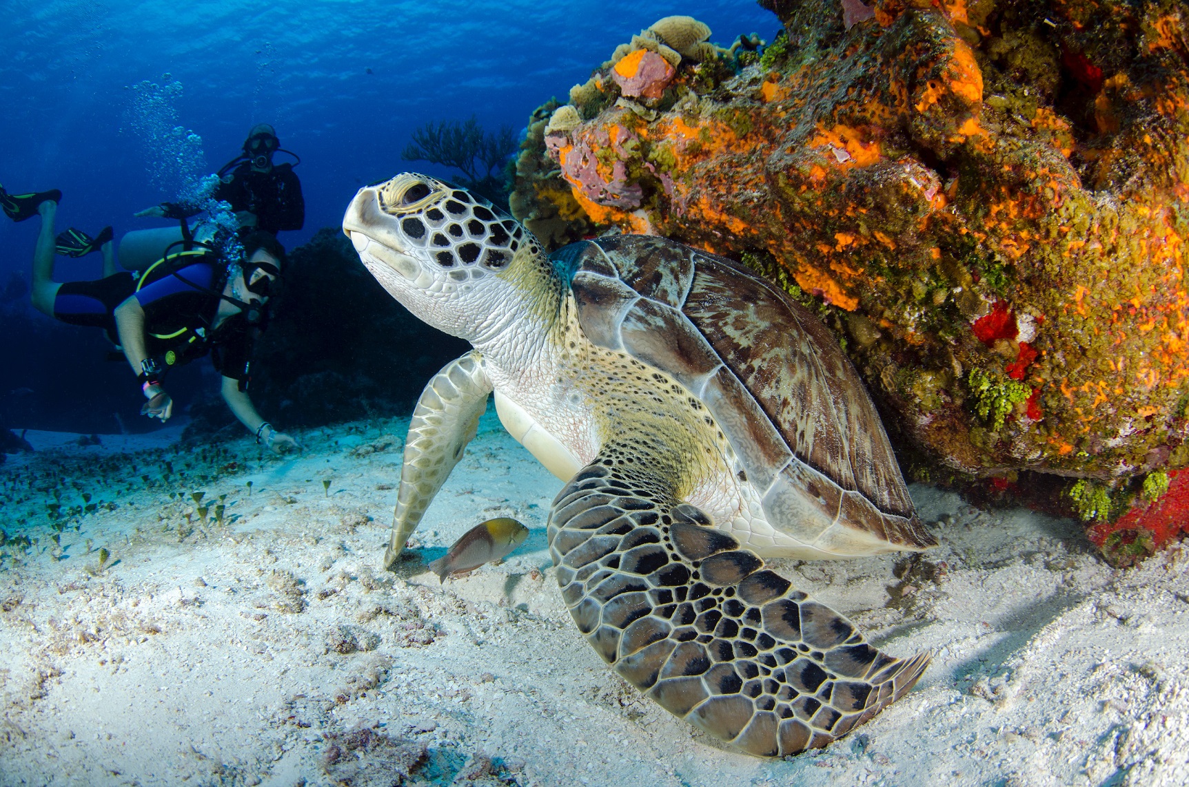 Plan your diving adventure in the Galapagos Islands