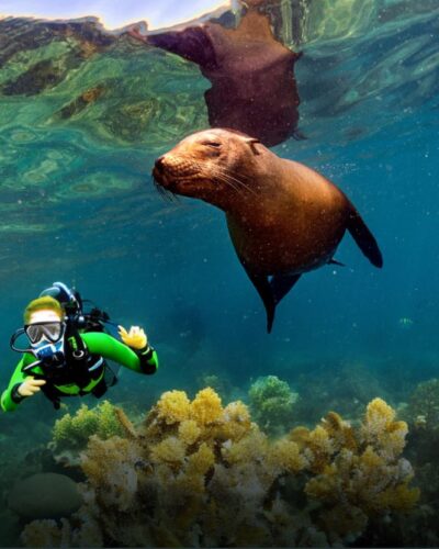 The best dive sites in the Galapagos Islands