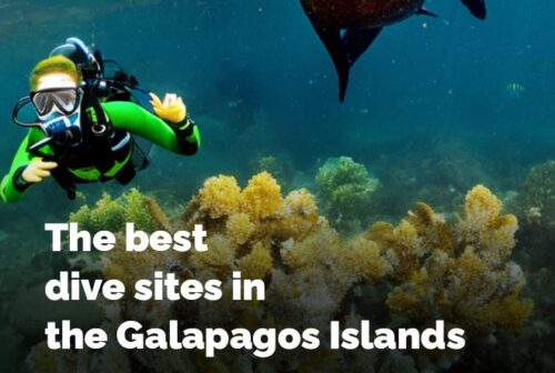 The best dive sites in the Galapagos Islands