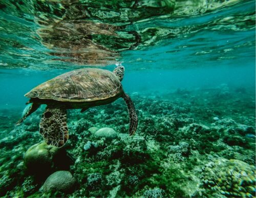 The marine biodiversity in galapagos