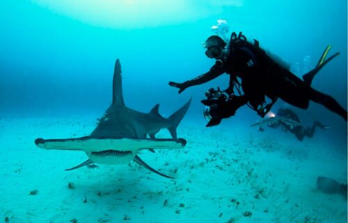 dive with hammerhead shark in galapagos